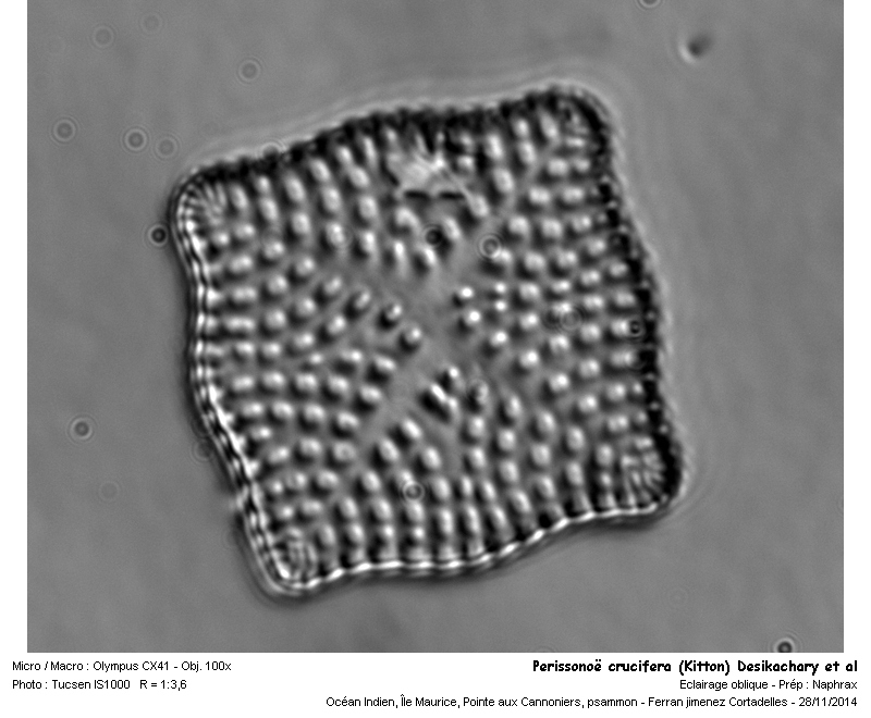 Perissonoë crucifera (Kitton) Desikachary et al #44546
