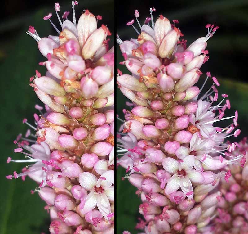 Persicaria amphibia (Linné) Gray, 1821 #46433