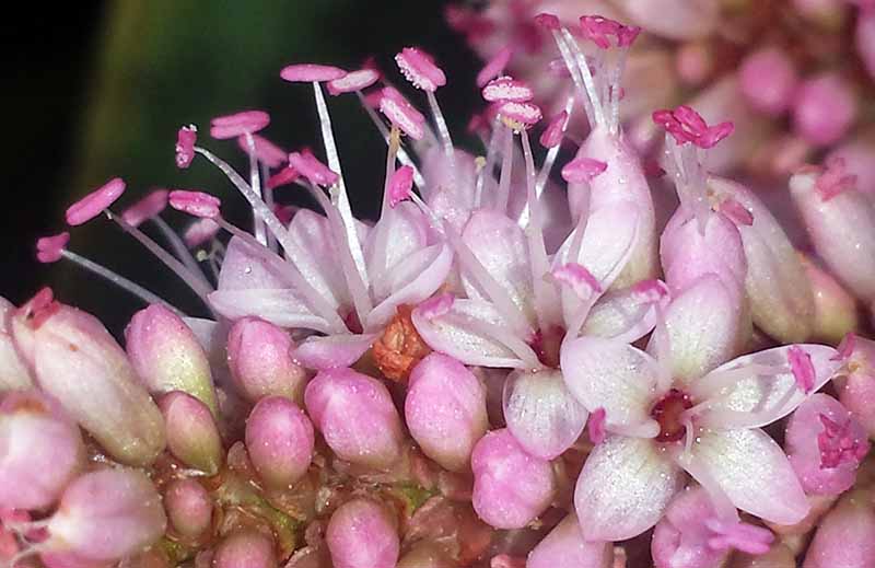 Persicaria amphibia (Linné) Gray, 1821 #46435