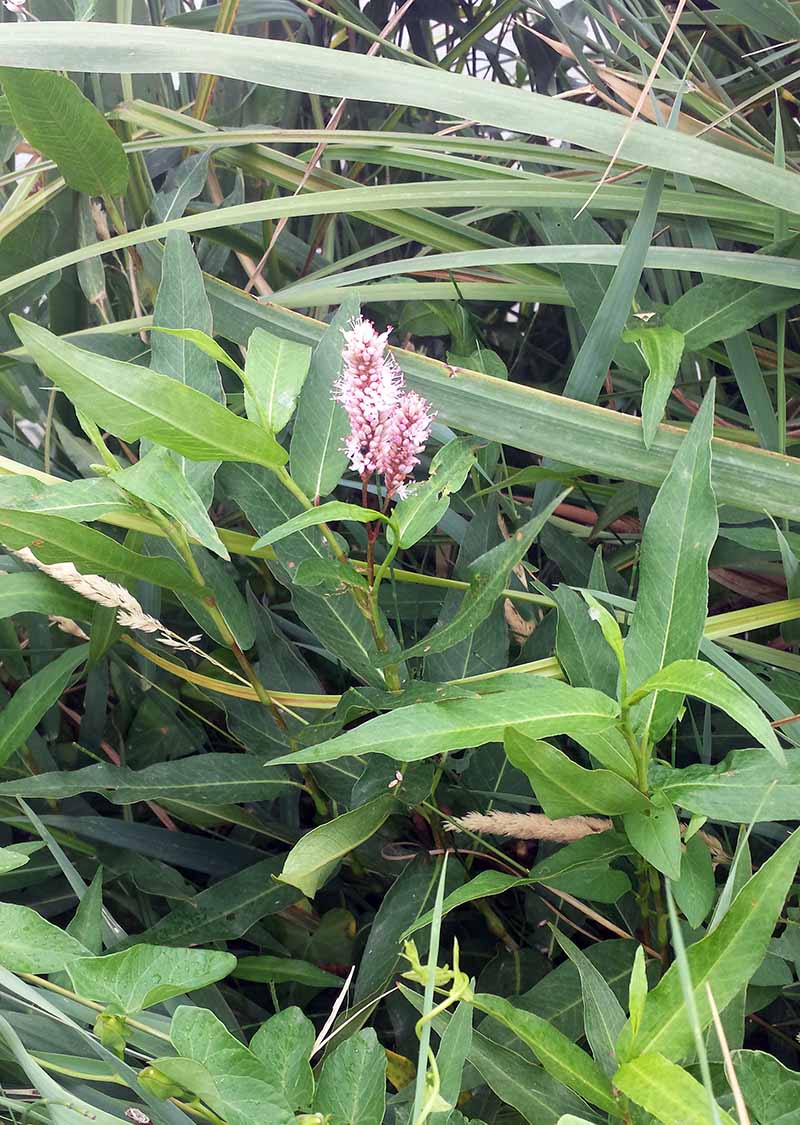 Persicaria amphibia (Linné) Gray, 1821 #46430