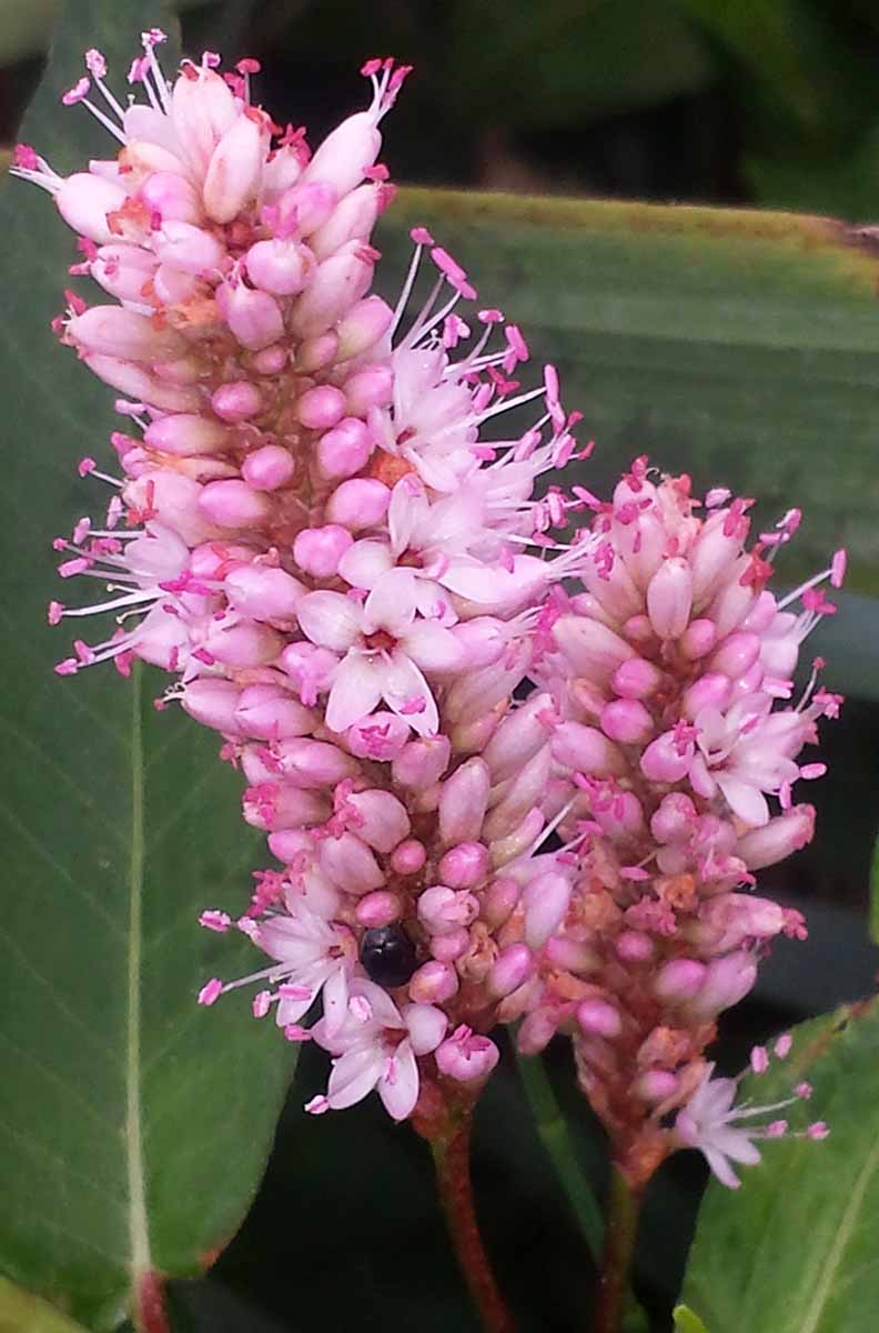 Persicaria amphibia (Linné) Gray, 1821 #46432