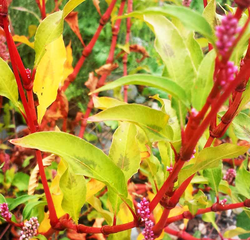 Persicaria lapathifolia #52525