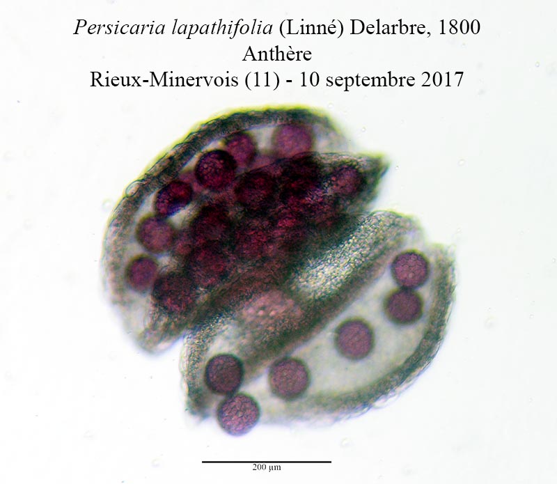 Persicaria lapathifolia #52530