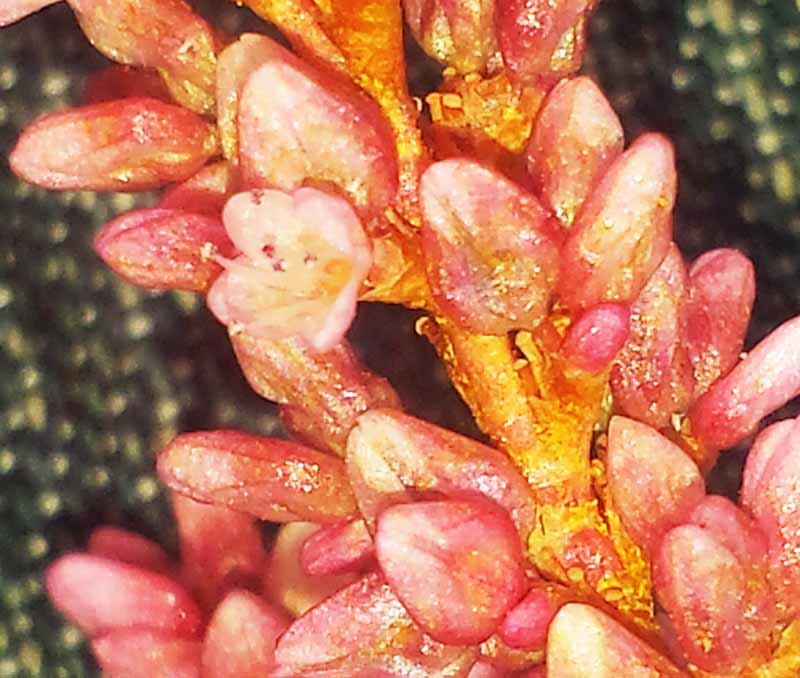 Persicaria lapathifolia #52529
