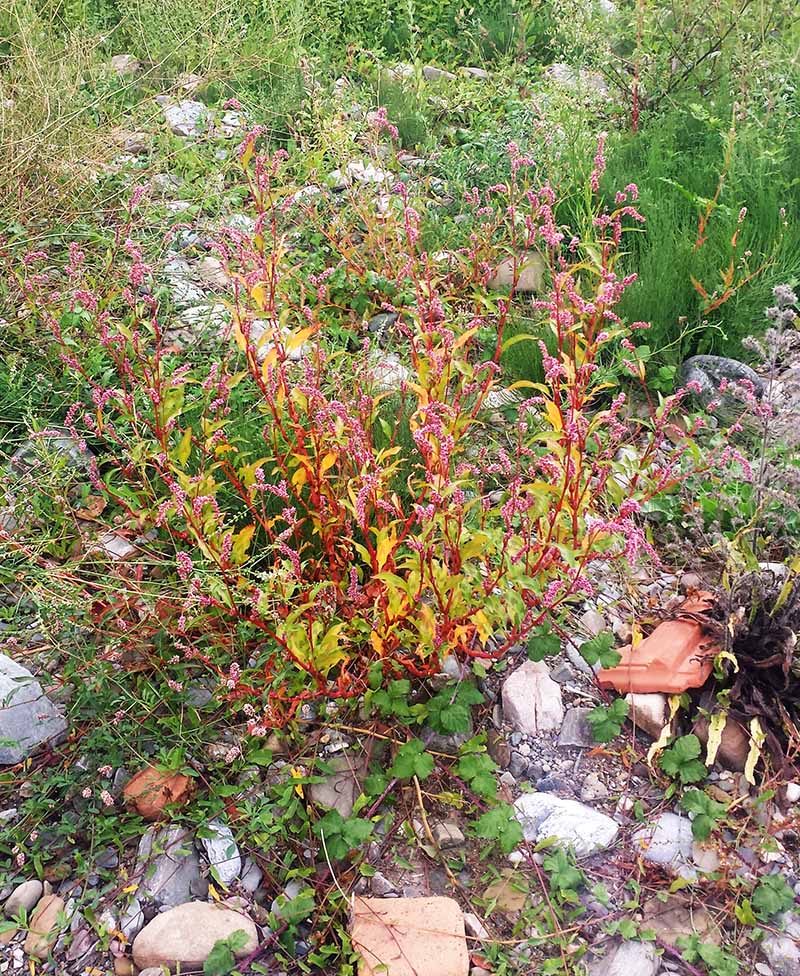 Persicaria lapathifolia #52524