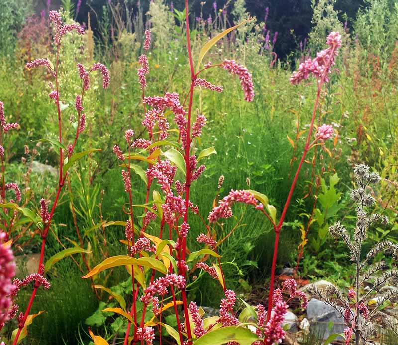 Persicaria lapathifolia #52526