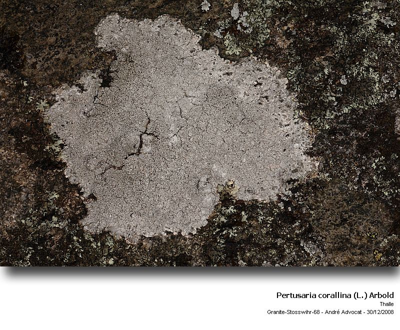 Pertusaria corallina (L.) Arnold #7611