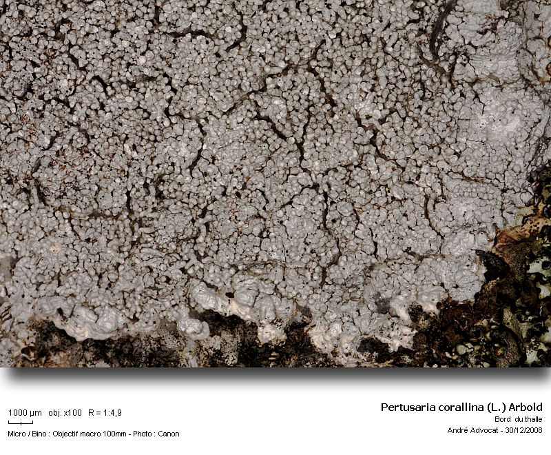 Pertusaria corallina (L.) Arnold #7612