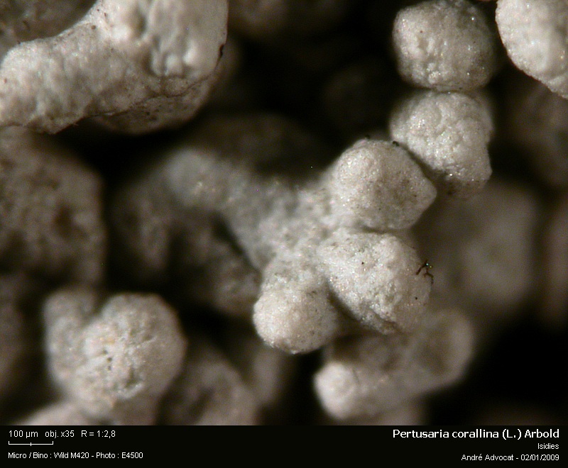 Pertusaria corallina (L.) Arnold #39941