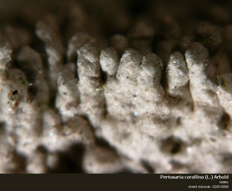 Pertusaria corallina (L.) Arnold #7613