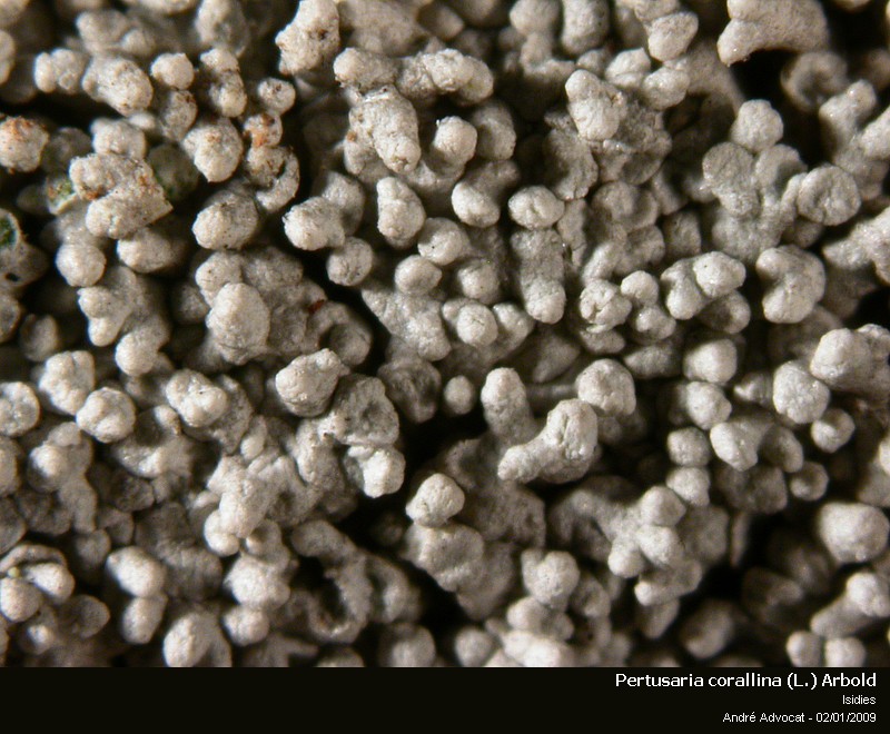 Pertusaria corallina (L.) Arnold #7616