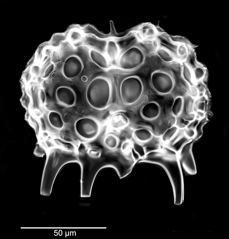 Petalospyris argiseus #78288