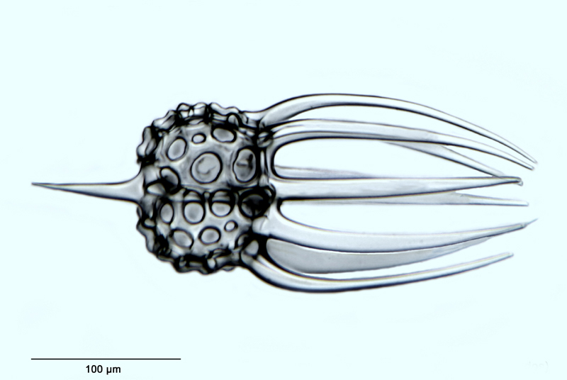 Petalospyris platyacantha Ehrenberg #35634