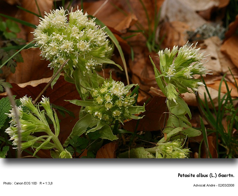 Petasites albus (L.) Gaertn. #2718