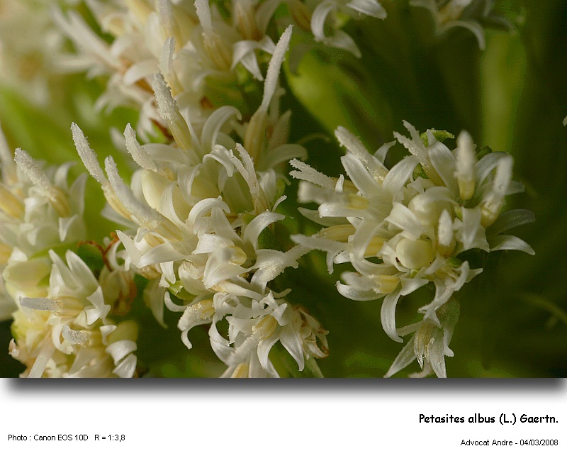 Petasites albus (L.) Gaertn. #2719