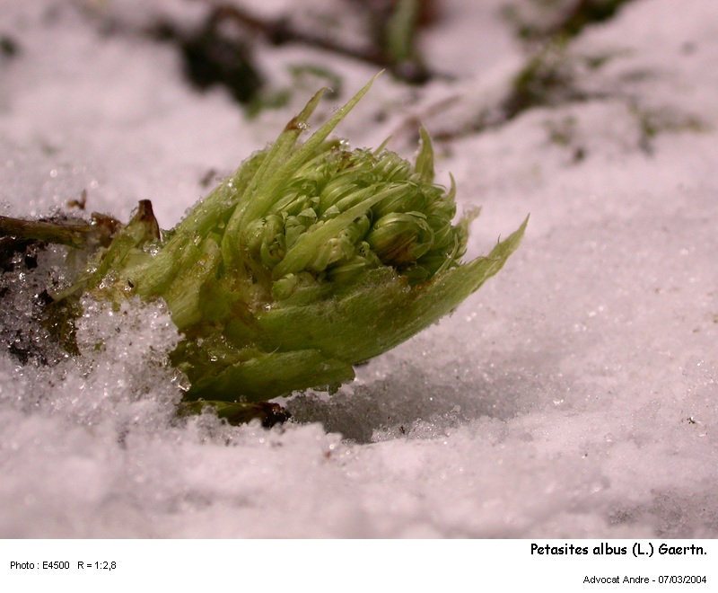 Petasites albus (L.) Gaertn. #2717