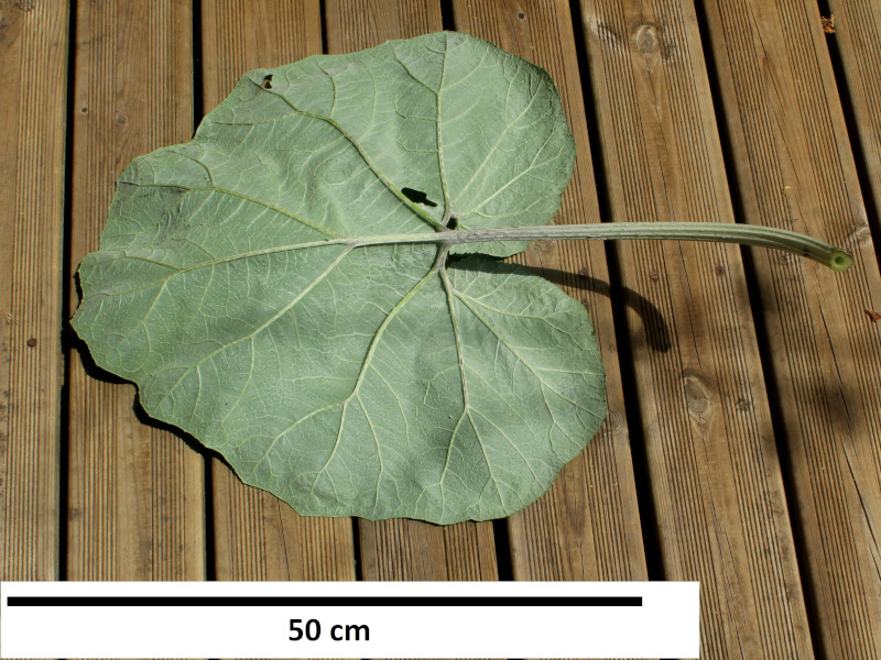 Petasites hybridus (L.) G.Gaertn., B. Mey. & Scherb. , 1801 #70709
