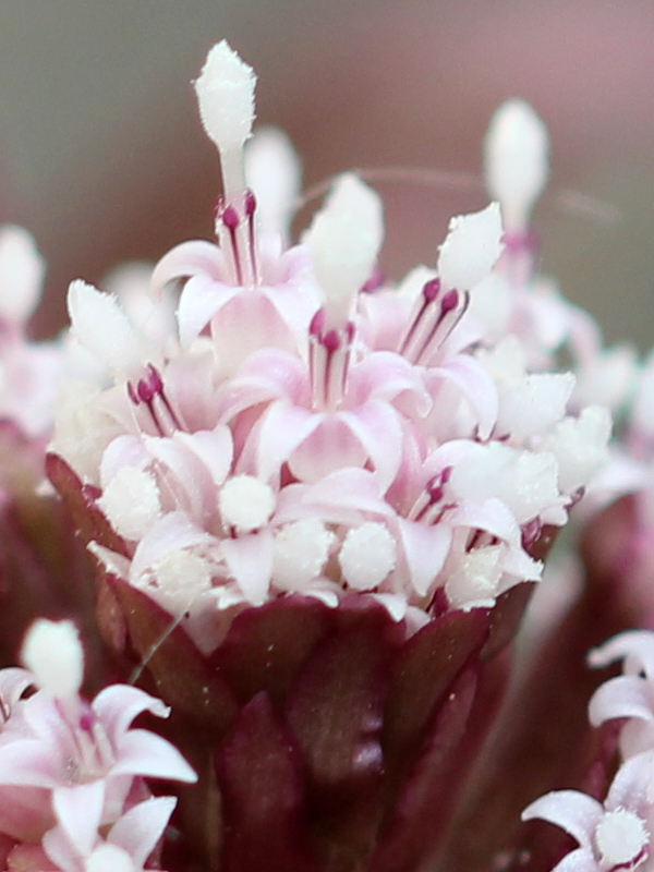 Petasites hybridus (L.) G.Gaertn., B. Mey. & Scherb. , 1801 #69806