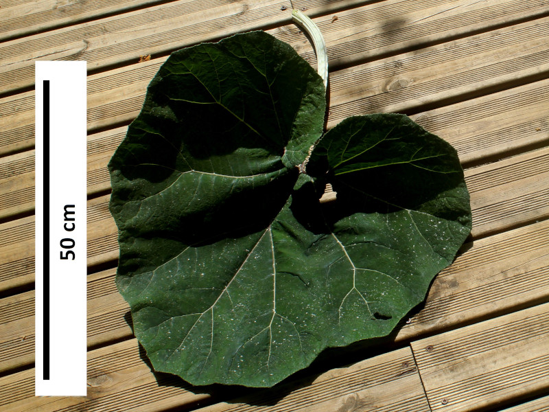 Petasites hybridus (L.) G.Gaertn., B. Mey. & Scherb. , 1801 #70708