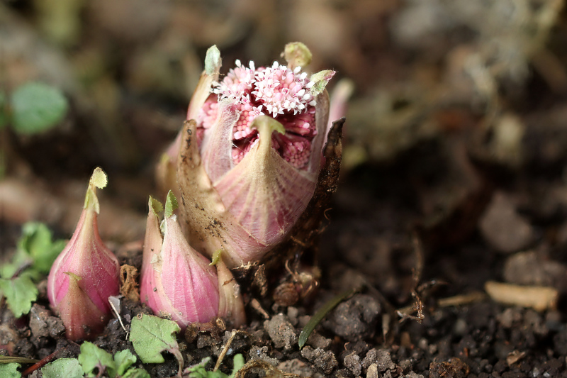 Petasites hybridus (L.) G.Gaertn., B. Mey. & Scherb. , 1801 #69803