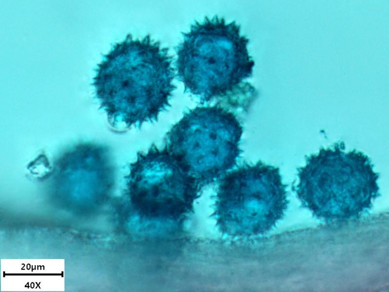 Petasites hybridus (L.) G.Gaertn., B. Mey. & Scherb. , 1801 #69814