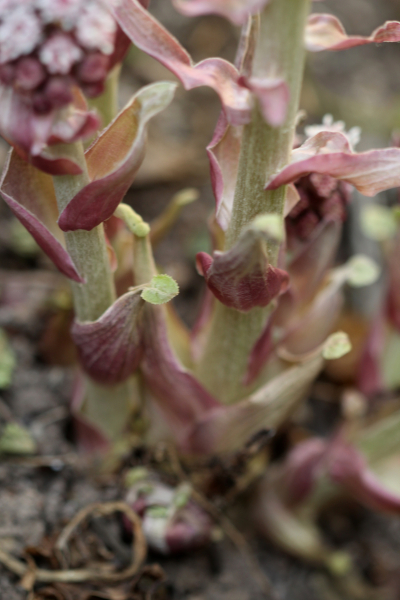 Petasites hybridus (L.) G.Gaertn., B. Mey. & Scherb. , 1801 #69807