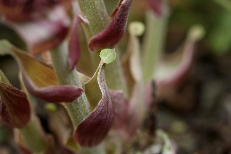Petasites hybridus (L.) G.Gaertn., B. Mey. & Scherb. , 1801 #69808