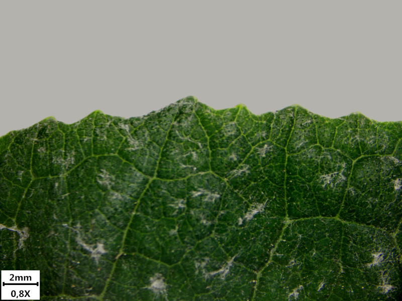 Petasites hybridus (L.) G.Gaertn., B. Mey. & Scherb. , 1801 #70706