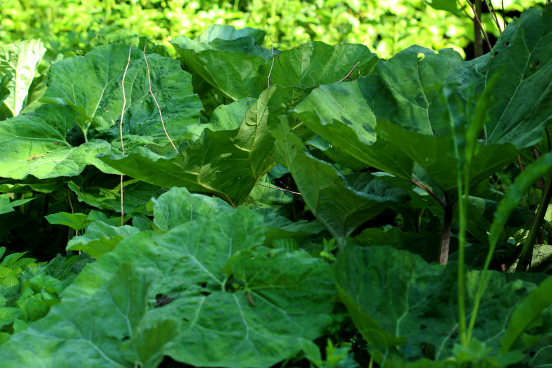 Petasites hybridus (L.) G.Gaertn., B. Mey. & Scherb. , 1801 #70703