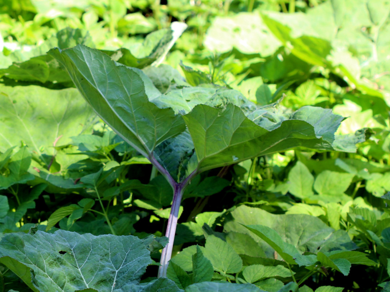 Petasites hybridus (L.) G.Gaertn., B. Mey. & Scherb. , 1801 #70704