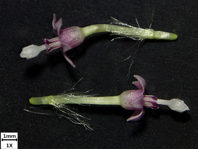 Petasites hybridus (L.) G.Gaertn., B. Mey. & Scherb. , 1801 #69811