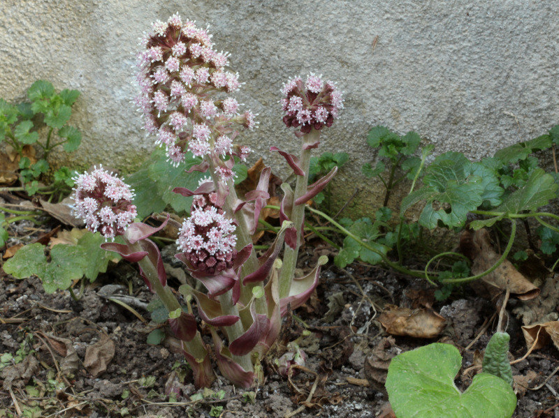 Petasites hybridus (L.) G.Gaertn., B. Mey. & Scherb. , 1801 #69804
