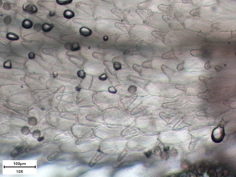 Petasites hybridus (L.) G.Gaertn., B. Mey. & Scherb. , 1801 #69812