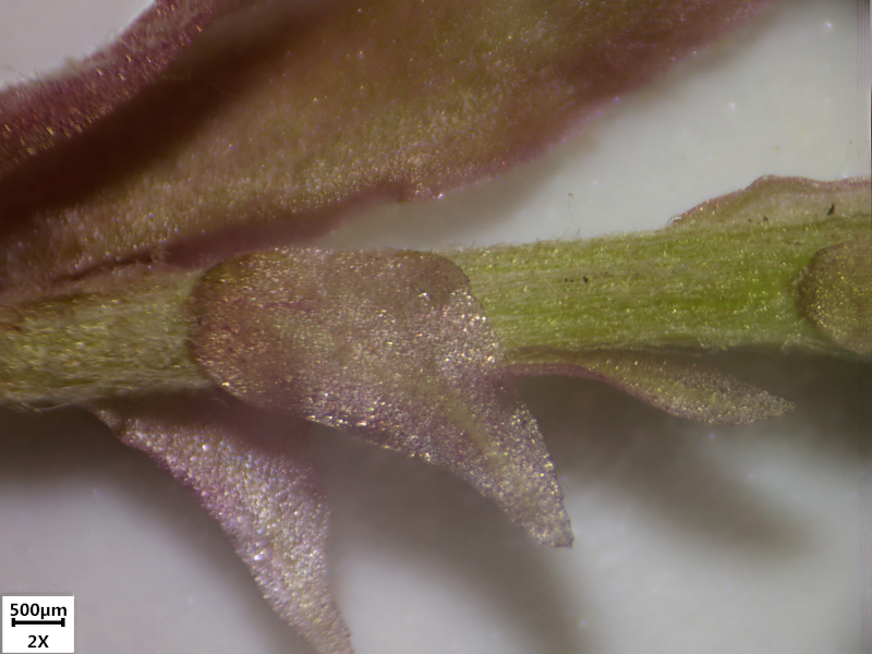 Petasites hybridus (L.) G.Gaertn., B. Mey. & Scherb. , 1801 #69809