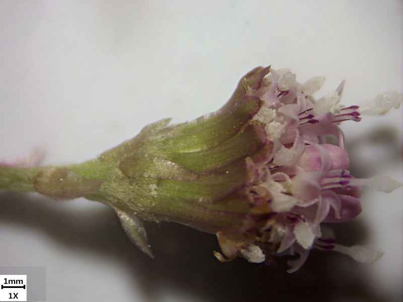 Petasites hybridus (L.) G.Gaertn., B. Mey. & Scherb. , 1801 #69810