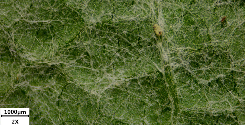 Petasites hybridus (L.) G.Gaertn., B. Mey. & Scherb. , 1801 #70710