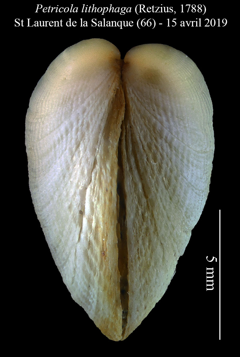 Petricola lithophaga #59267