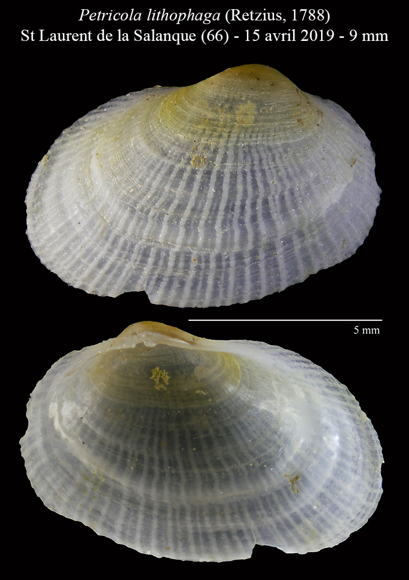 Petricola lithophaga #59265