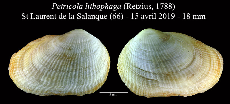 Petricola lithophaga #59266
