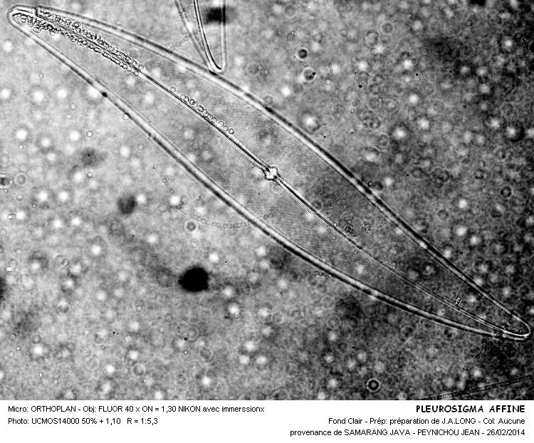 PEUROSIGMA AFFINE #36531