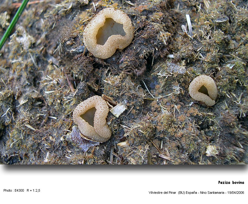 Peziza bovina W. Phillips #3889