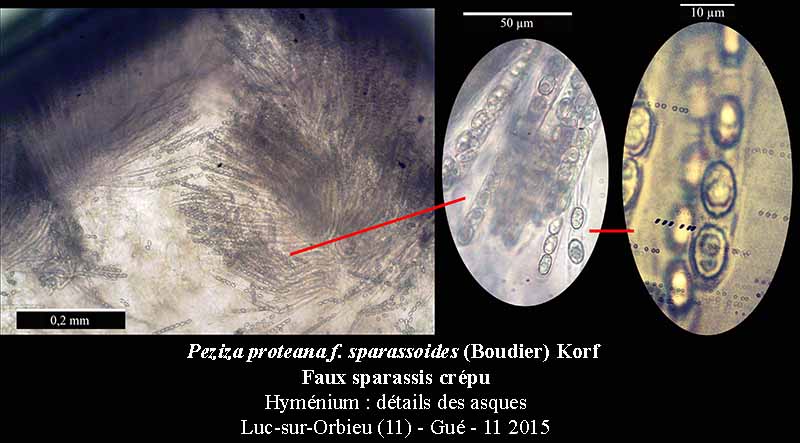 Peziza proteana f. sparassoides #42855