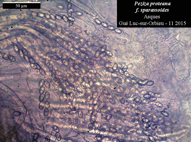 Peziza proteana f. sparassoides #42856