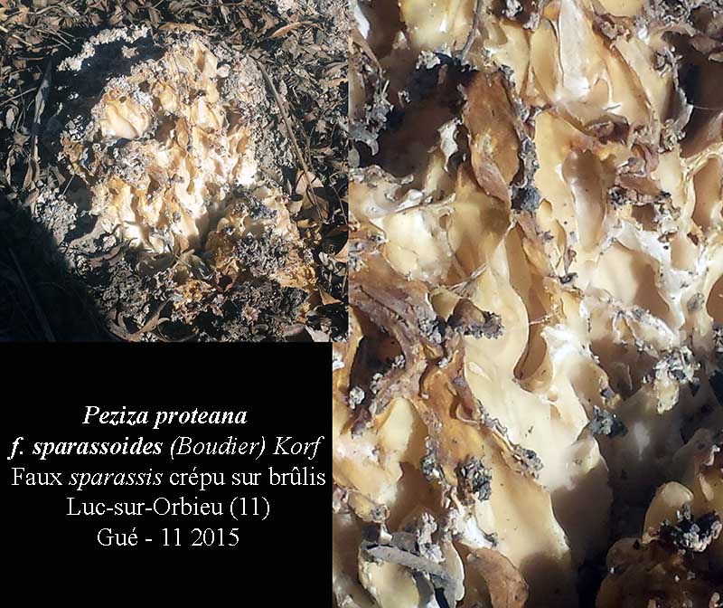 Peziza proteana f. sparassoides #42853