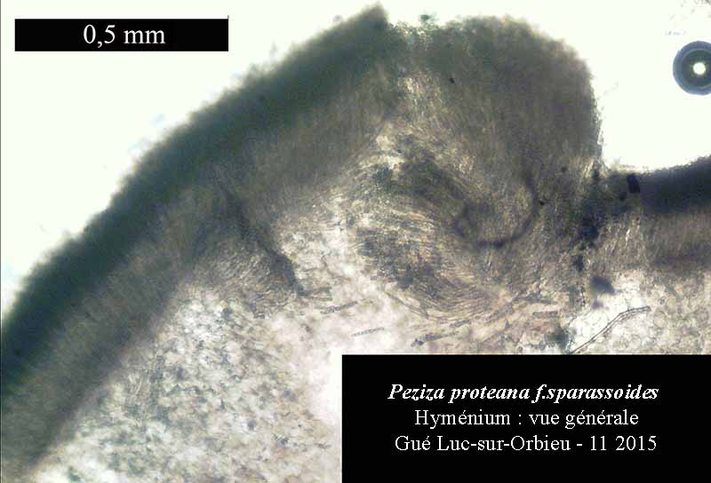 Peziza proteana f. sparassoides #42854