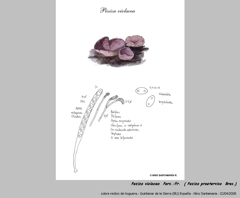 Peziza violacea Pers.:Fr. (Peziza praetervisa Bres.) #2925