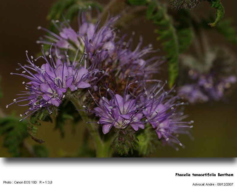 Phacelia tanacetifolia Bentham #1248