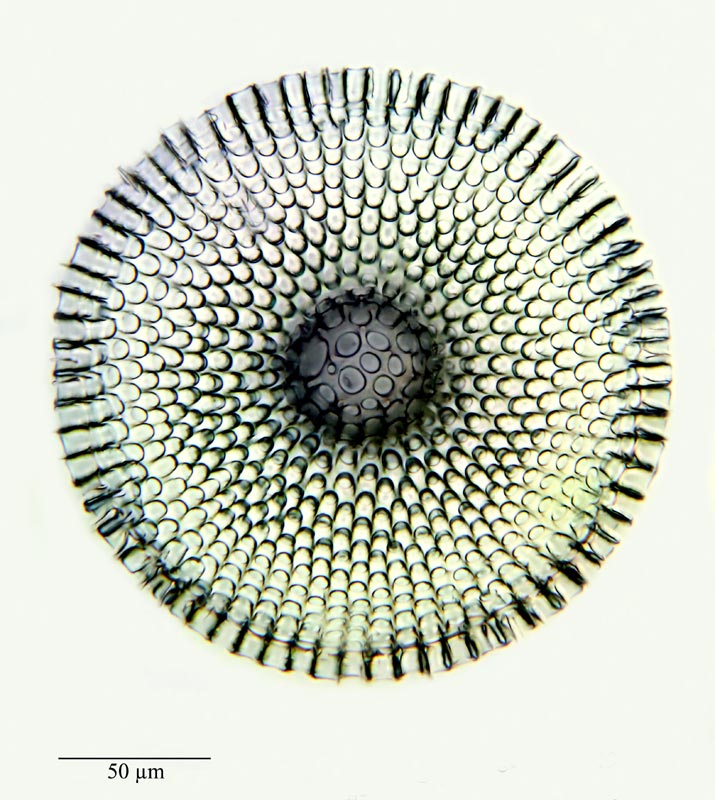 Phacodiscus clypeus Hckl. #20924