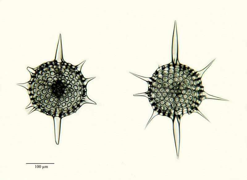 Phacostylus radiatus #20922
