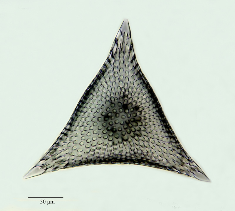 Phacotriactis triangula Sutton 1896 #20998